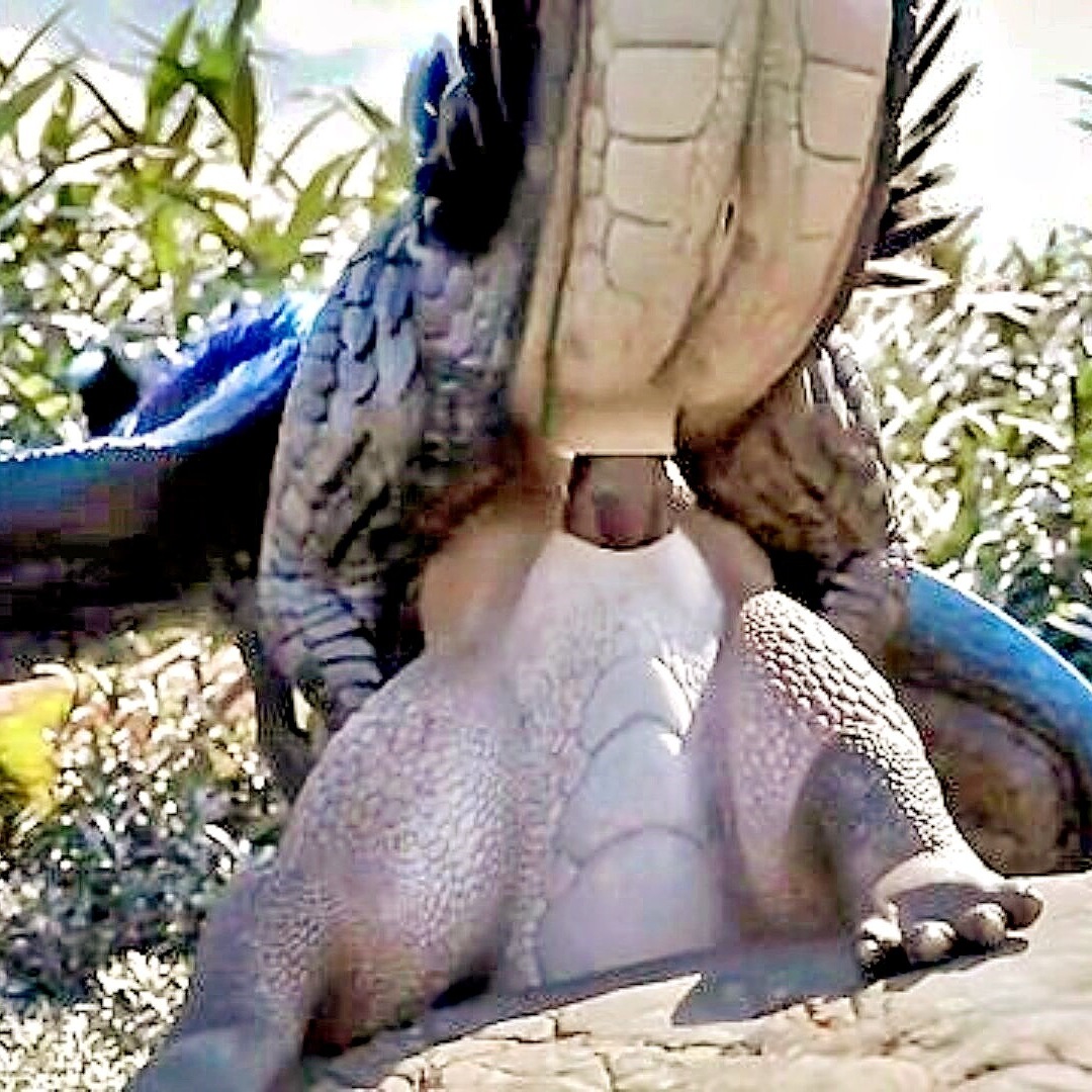 D Picture Presents Feral Dragon And Reptile In Hentai Porno - XXXBP